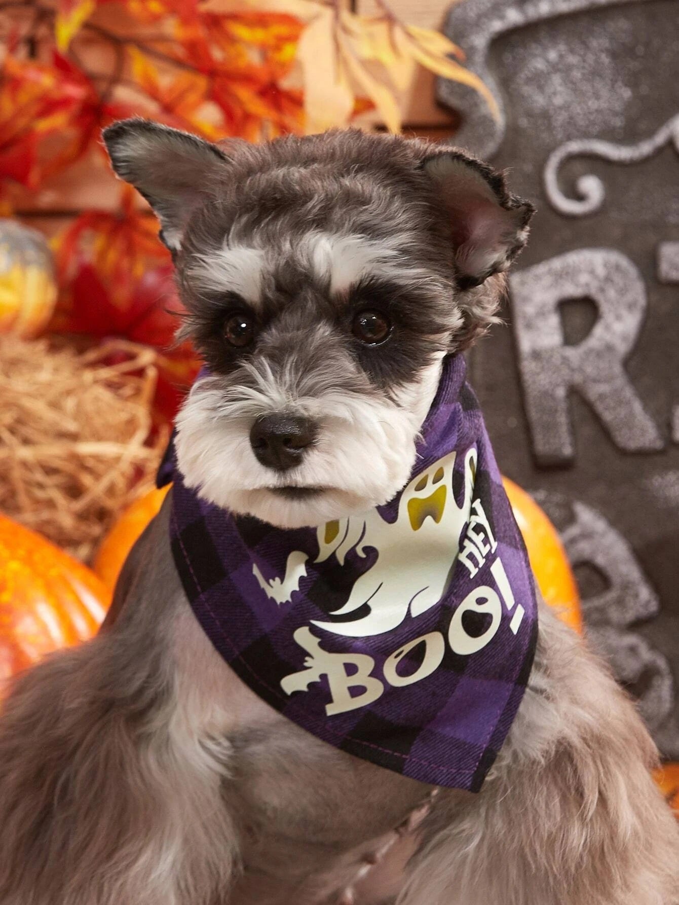 Pets Halloween Boo Bandana (Glow in the Dark)