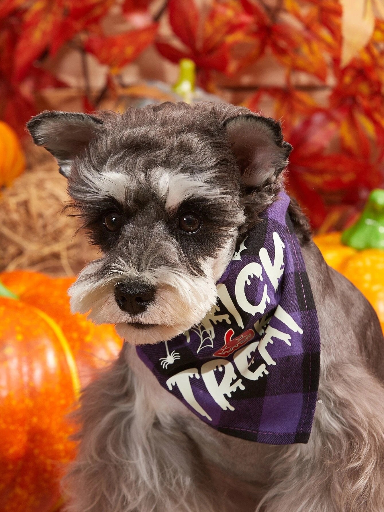 Pet Halloween Trick or Treat Bandana (Glow in the Dark)